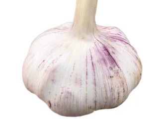 Ajo rico en nutrientes: cada 100 gramos de agua