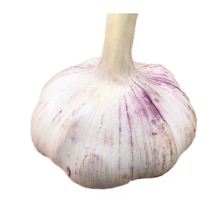 Ajo rico en nutrientes: cada 100 gramos de agua que contiene 69,8 gramos, 4,4 gramos de proteína, 0,2 gramos de grasa, ajo con carbón Ajo (22 hojas) Compuesto