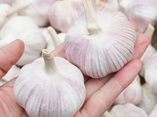 Ajo rico en nutrientes: cada 100 gramos de agua