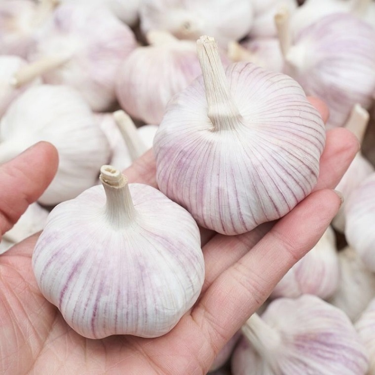 Ajo rico en nutrientes: cada 100 gramos de agua que contiene 69,8 gramos, 4,4 gramos de proteína, 0,2 gramos de grasa, ajo con carbón Ajo (22 hojas) Compuesto