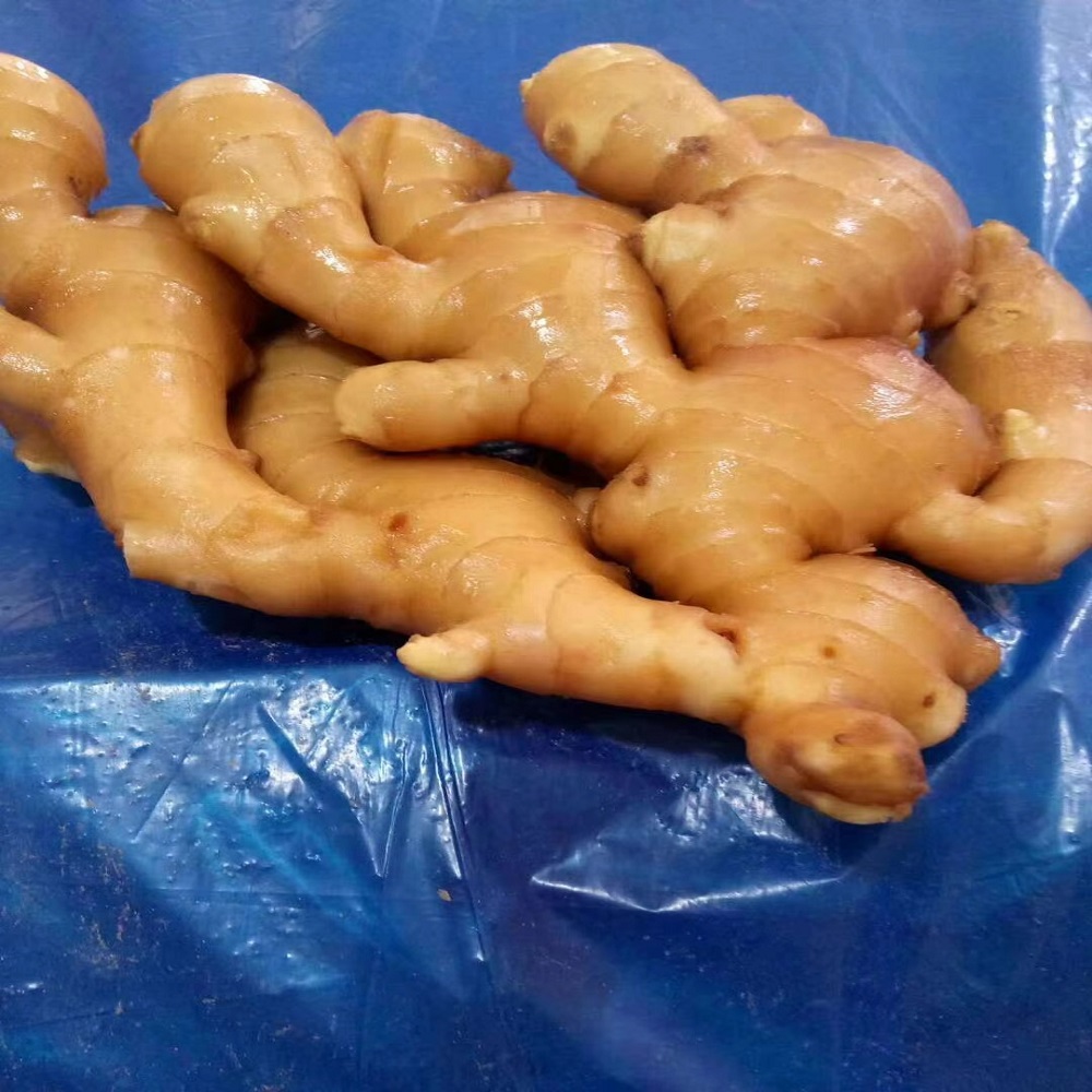 Producto Jengibre joven y viejo fresco (cosechas nuevas de 2020 y antiguas de 2019) Origen Tailandia Tipo de origen Jengibre fresco lavado, jengibre secado al