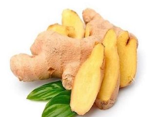 Producto Jengibre joven y viejo fresco (cosechas nuevas de