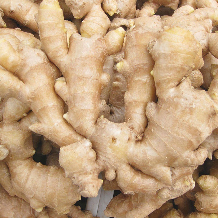 Producto Jengibre joven y viejo fresco (cosechas nuevas de 2020 y antiguas de 2019) Origen Tailandia Tipo de origen Jengibre fresco lavado, jengibre secado al