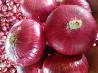 Cebolla roja pelada fresca vendedora caliente de la cebolla