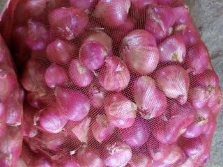 Venta al por mayor Cebollas Cebolla Roja Fresca a