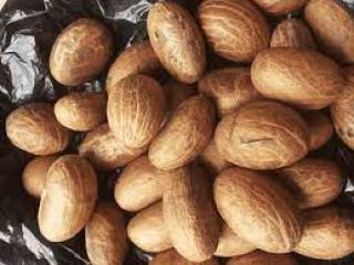 Obtenga su Garcina kola de primera calidad disponible