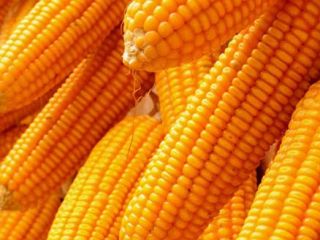 Zea mays es un miembro de la familia de