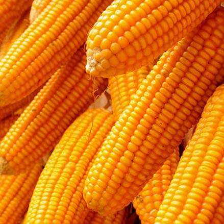 Zea mays es un miembro de la familia de las gramíneas y es una de las especies de plantas más diversas