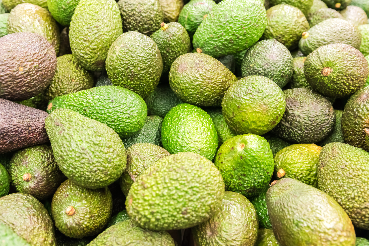 Avodako Hass CÓDIGO HS: 8044000 Tamaño: 12,14,16,18,20 Empaquetado: 4 kg / caja