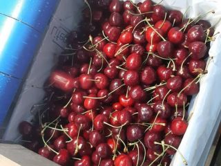 Tenemos cerezas dulces y podemos proporcionar en grandes cantidades