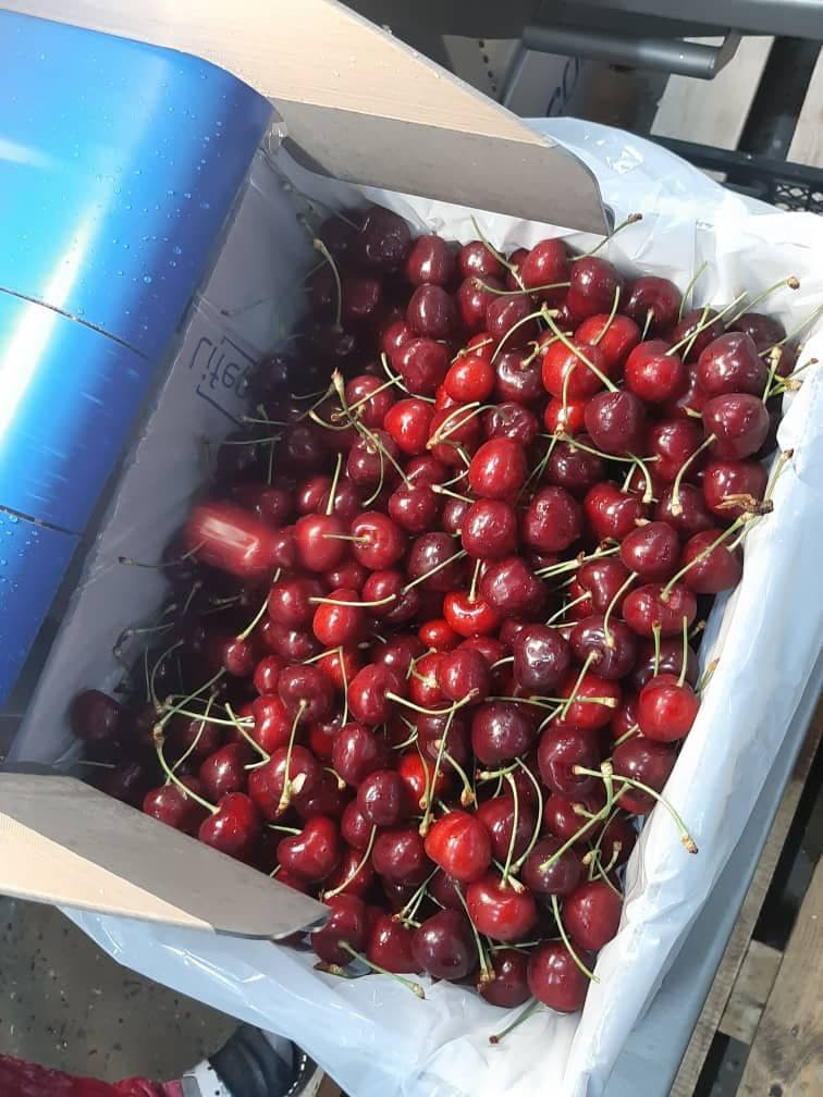 Tenemos cerezas dulces y podemos proporcionar en grandes cantidades WhatsAPP de alta calidad