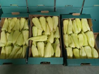 Pimiento verde 50 + / 12 + Nemezis, 40