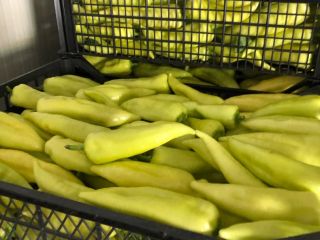 Pimiento verde 40 + / 12 +, 50 +