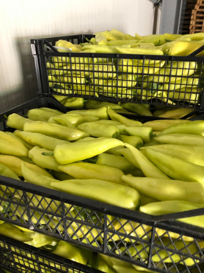 Pimiento verde 40 + / 12 +, 50 + / 12 +