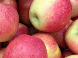 Vendemos manzanas Idared de la nevera. República de Moldavia,