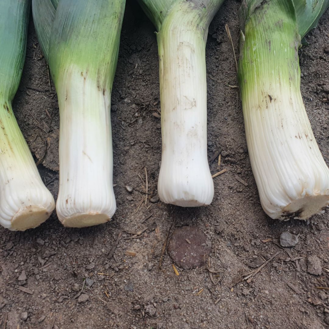 Venderé temporada de invierno ecológico