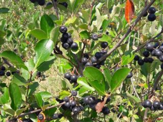 Frutas chokeberry certificadas ecológicamente, producción 2021. Cosecha a principios