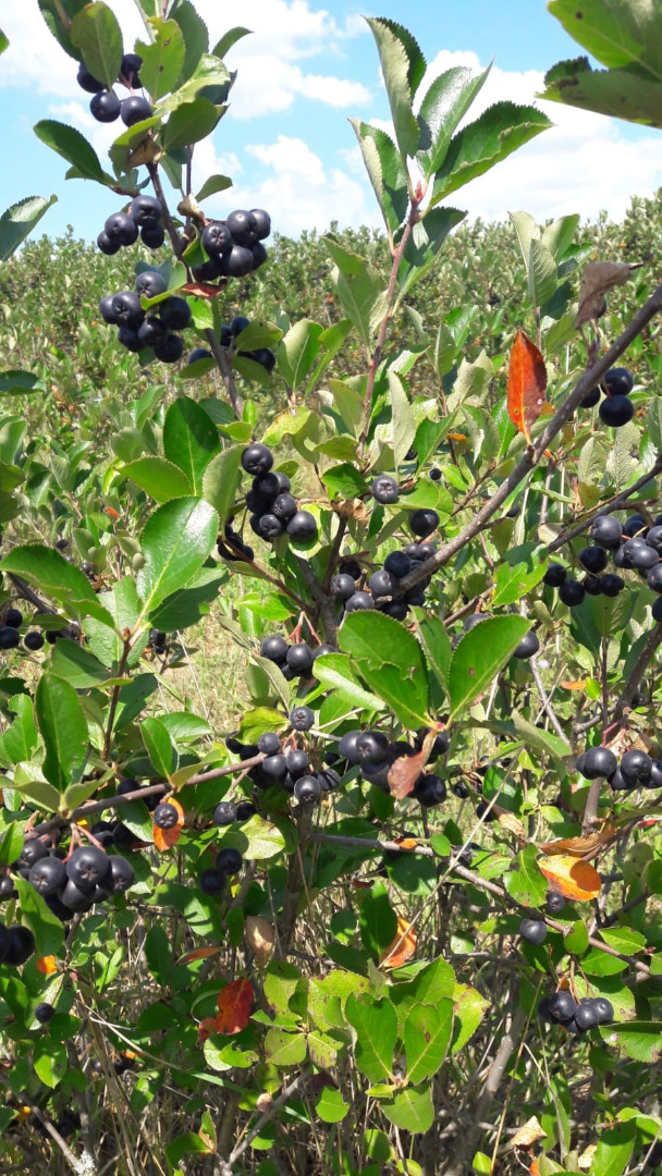 Frutas chokeberry certificadas ecológicamente, producción 2021
