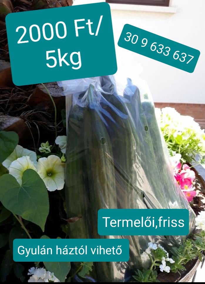 Pepinos serpiente frescos de producción a la venta en lotes pequeños y grandes en Gyula