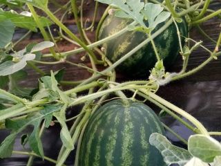 En la segunda quincena de junio, los melones de