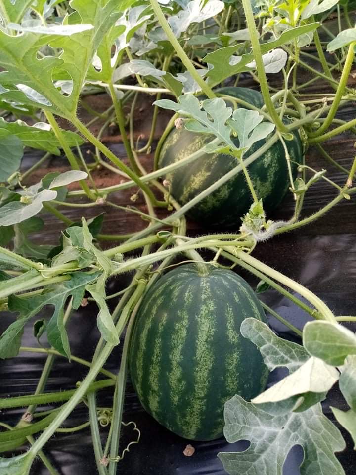 En la segunda quincena de junio, los melones de frijol recién cosechados llegan a Hungría directamente del productor en la soleada Macedonia con un plazo medio