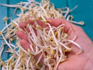 Somos productores rumanos de brotes de frijol mungo. Para