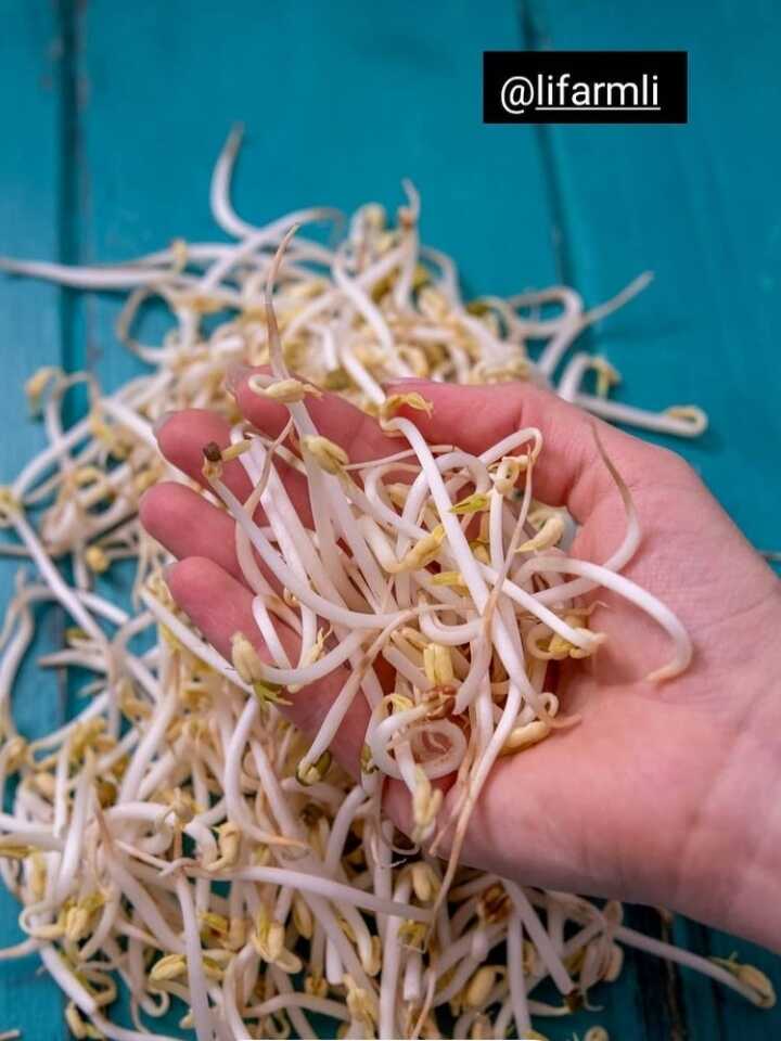 Somos productores rumanos de brotes de frijol mungo