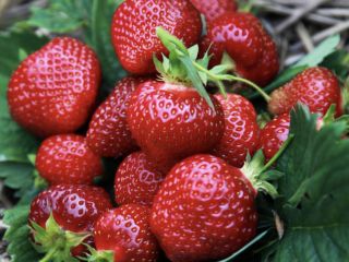Venderé fresas Honeoye y otras variedades, directamente del campo.