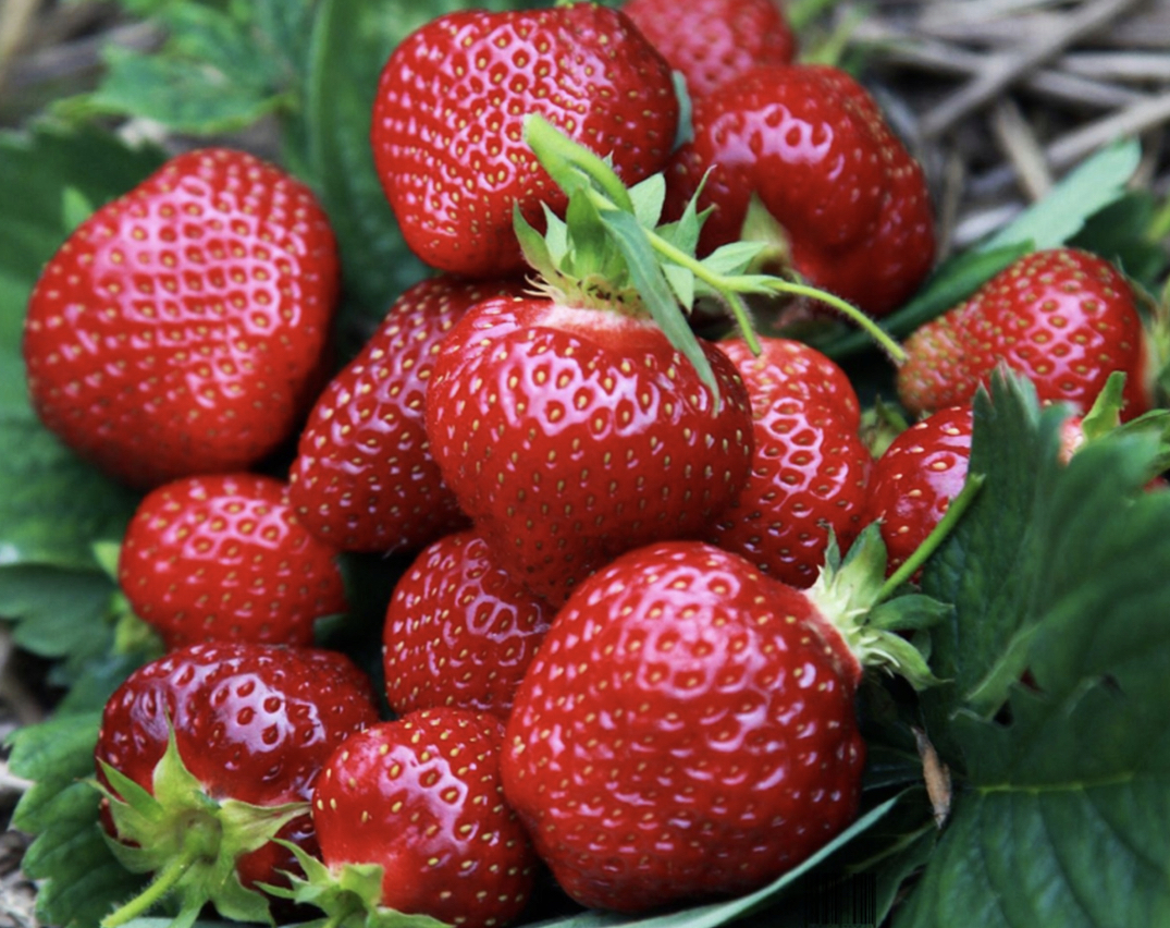 Venderé fresas Honeoye y otras variedades, directamente del campo