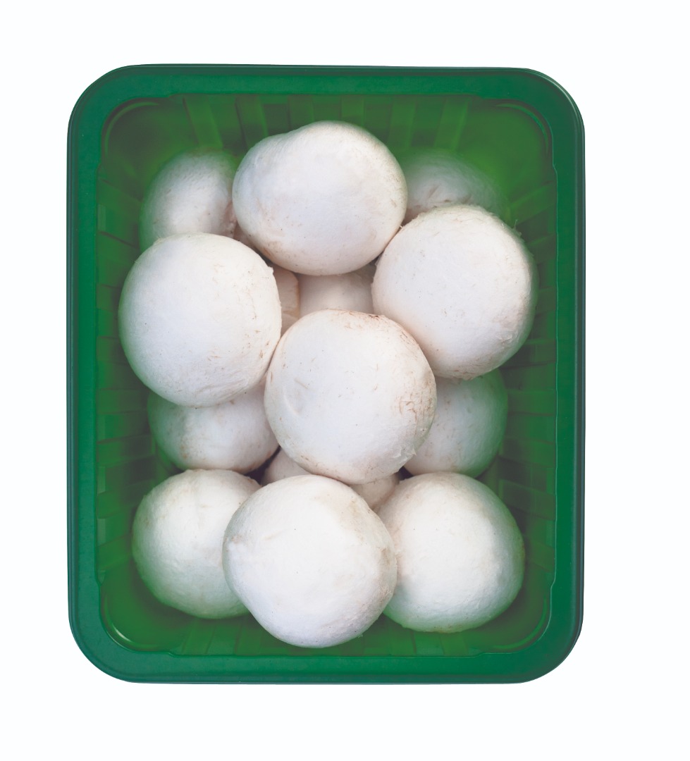 Champiñones ecológicos blancos / marrones Todos los tamaños, todos los envases