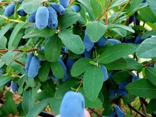 Venderé frutos de Kamchatka Berry de mi propio huerto.