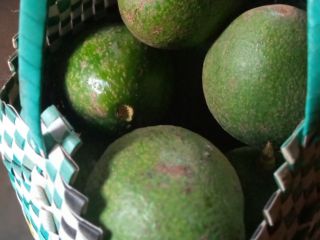 Nuestro aguacate es de calidad superior puede ser procesado.