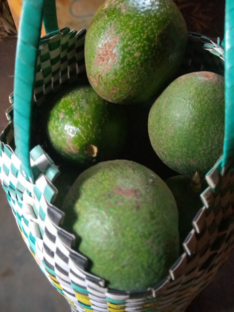 Nuestro aguacate es de calidad superior puede ser procesado