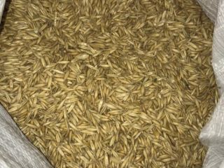 Compro avena cualquier cantidad cm, calidad A de todos