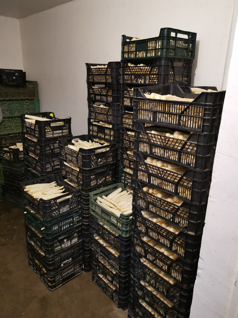 Venderé espárragos blancos a granel