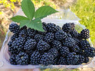 Hola, productor agrícola del municipio de Greaca, condado de