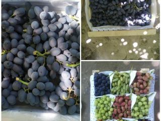 Frutas jugosas; Verduras carnosas; Legumbres y productos secos ricos