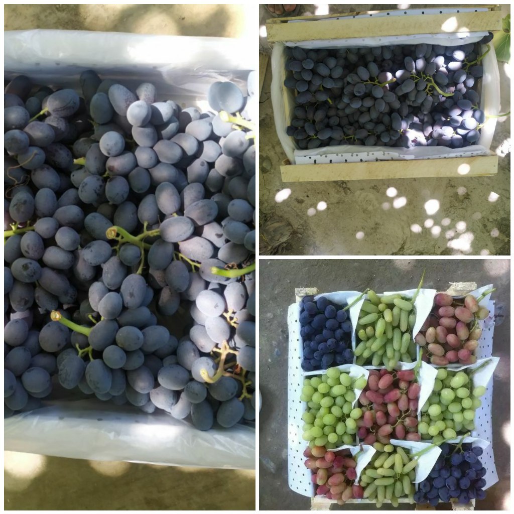 Frutas jugosas; Verduras carnosas; Legumbres y productos secos ricos en vitaminas, proteínas y todos los demás nutrientes; Productos de melón regordete y miel