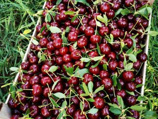 Cereza de origen serbio, calibre 24+, teléfono de contacto