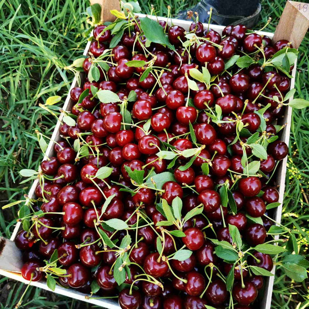 Cereza de origen serbio, calibre 24+, teléfono de contacto Whatsapp, Viber