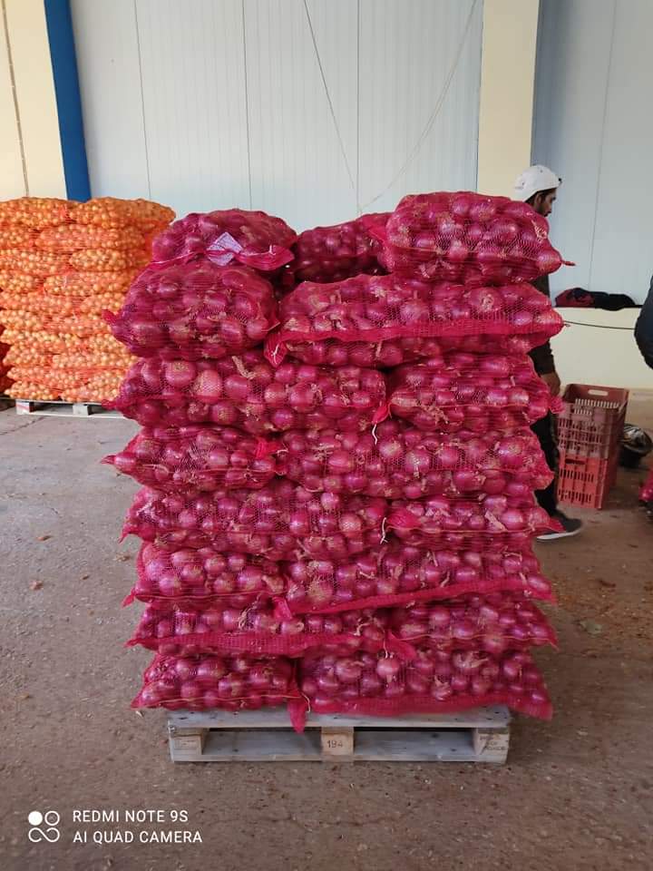 Vendo cebollas de Grecia