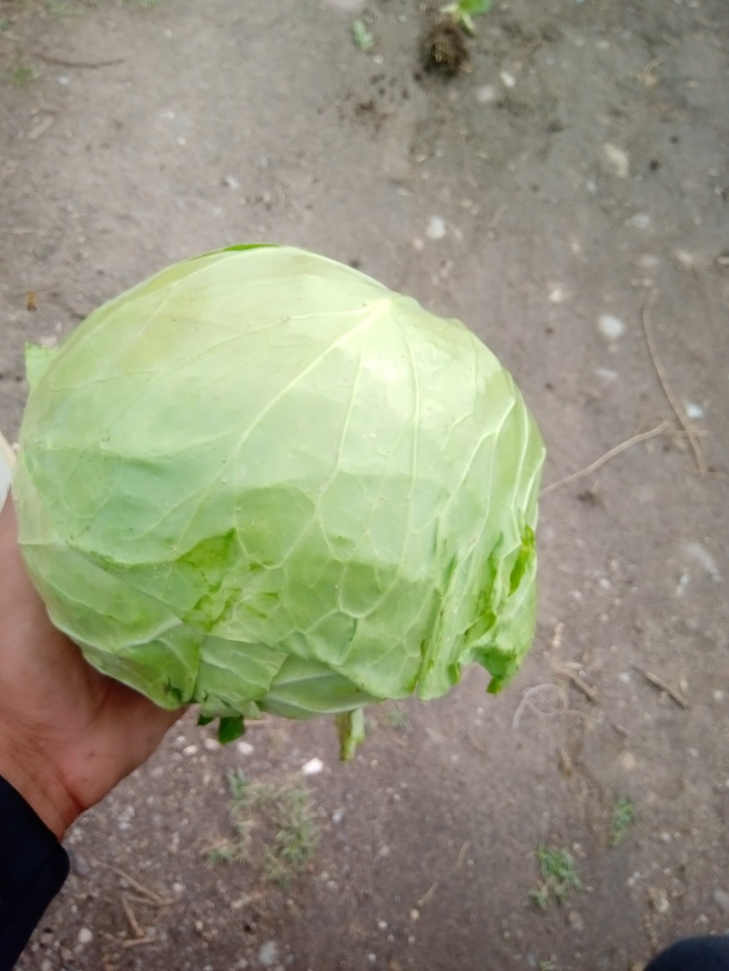 Repollo rumano Nombre repollo dellibal