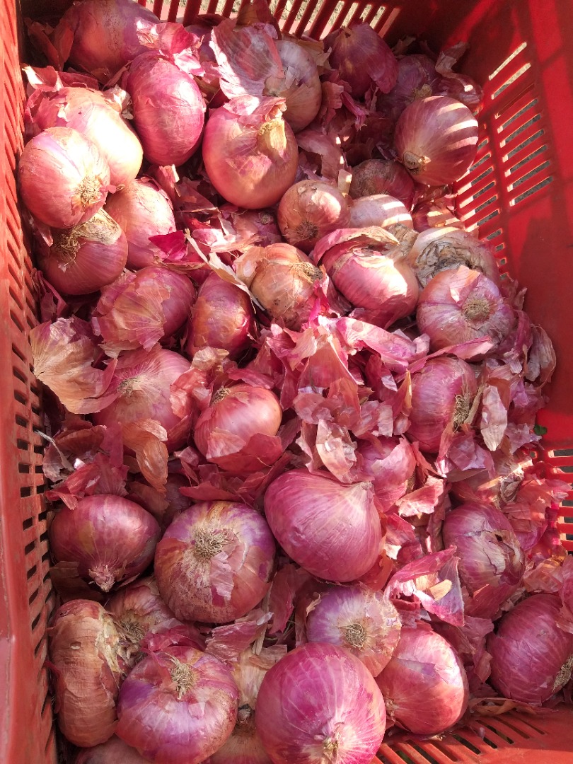 Cebolla de buena calidad