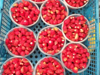 Fresas para la venta en cantidades minoristas
