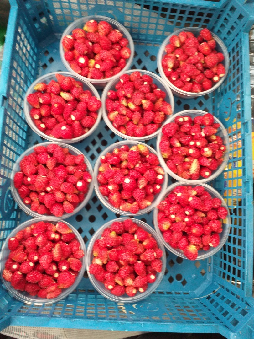 Fresas para la venta en cantidades minoristas