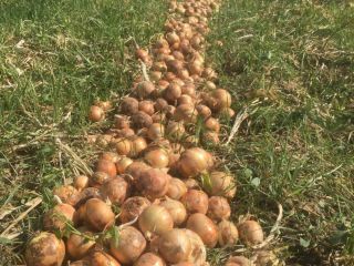 ¡Cebolla de este año de Uzbekistán! Nuestra empresa importa