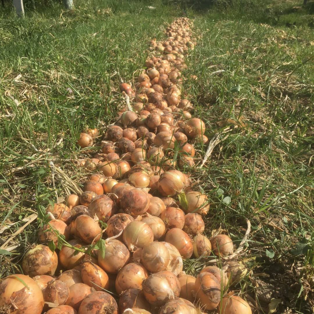 ¡Cebolla de este año de Uzbekistán! Nuestra empresa importa cebollas de Uzbekistán