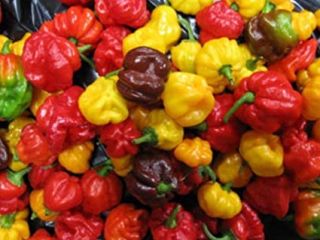 Los chiles habaneros son muy picantes, clasificados entre 100.000