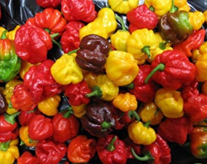 Los chiles habaneros son muy picantes, clasificados entre 100.000 y 350.000 en la escala de Scoville