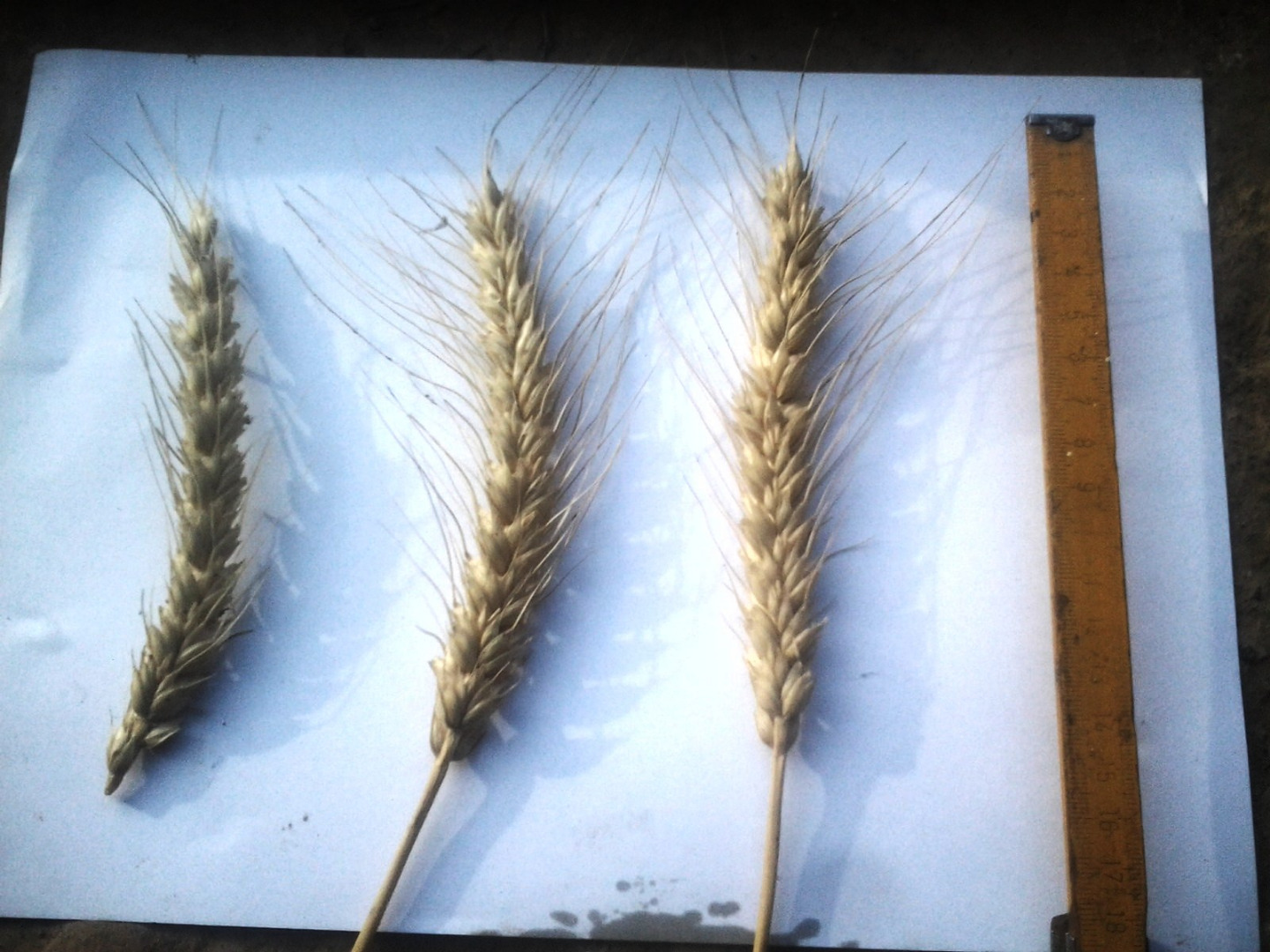 Venderé 51 toneladas de trigo, cosecha 2020, tipo IS Carnea, gluten 40.2, calidad de horneado 8, proteína 16.2, peso 776 g - hl